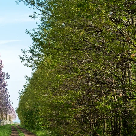 Forêt de Paulownia