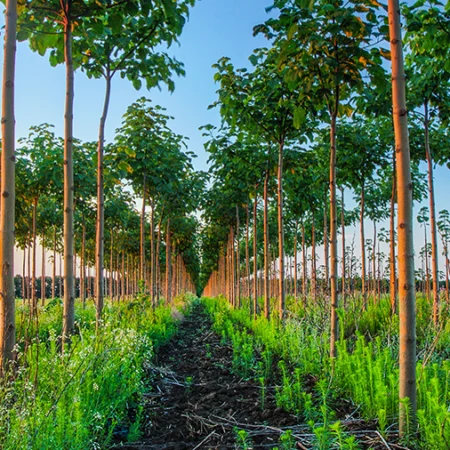 Plantation de Paulownias