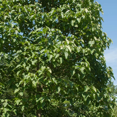 Arbre de Paulownia Fortunei