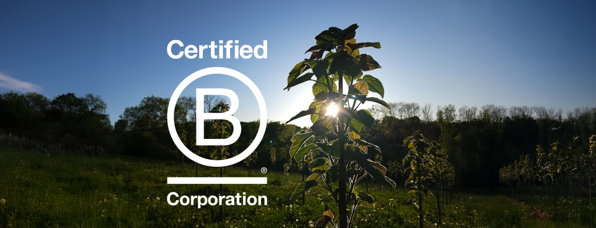 Champs de Paulownia le matin, logo Certified BCorp dessus